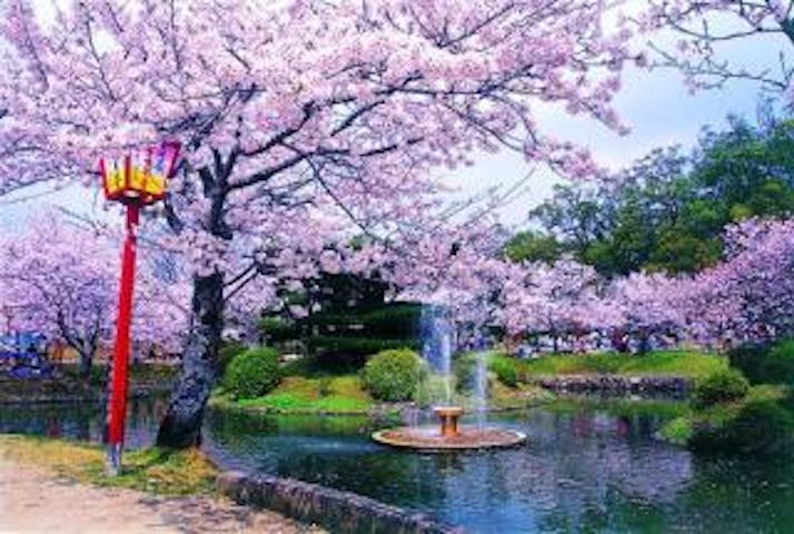 小城公園の桜