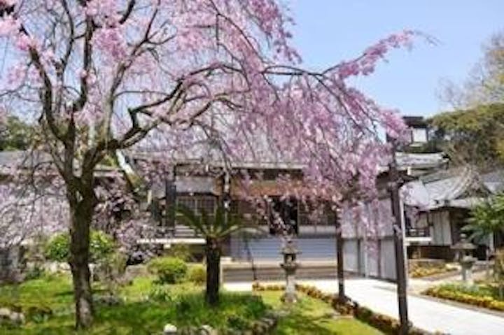 西光寺のオオムラザクラ