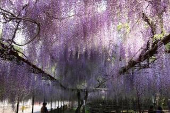 藤山神社の大藤