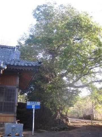 鷹島町住吉神社のアコウ