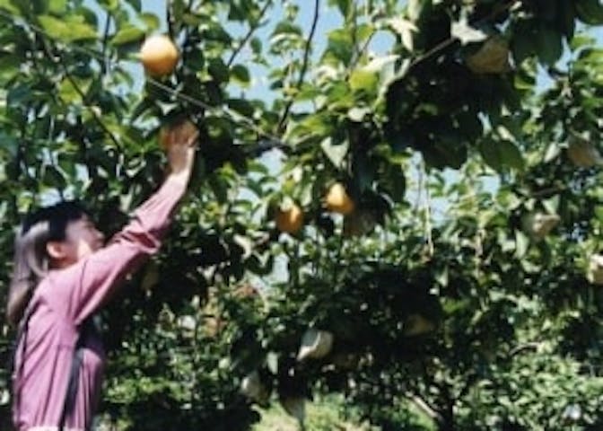 観光梨狩皆楽園