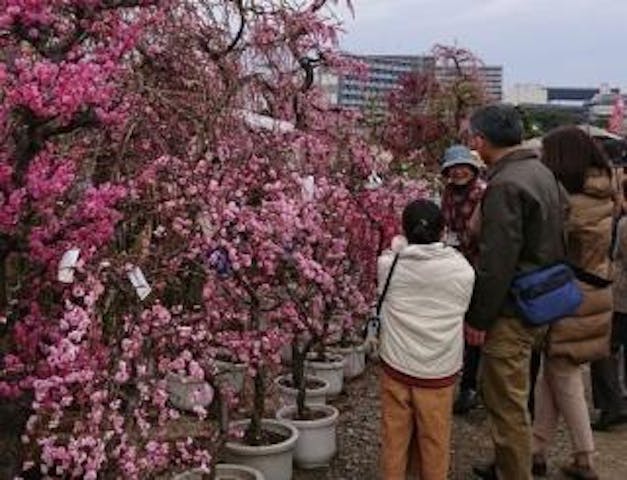 くまもと春の植木市