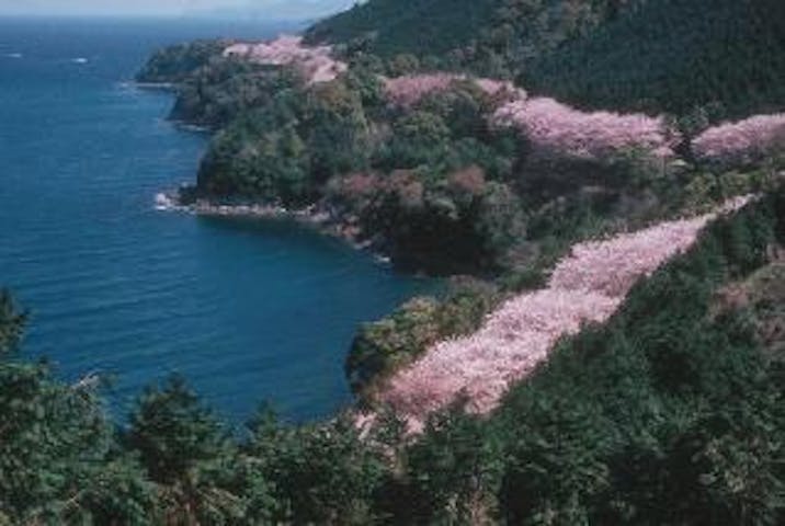 湯の児海岸道路桜並木
