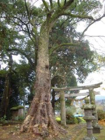 浄水寺跡の無患子