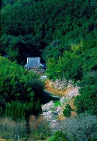 （開催未定）深泉寺のさくらまつり