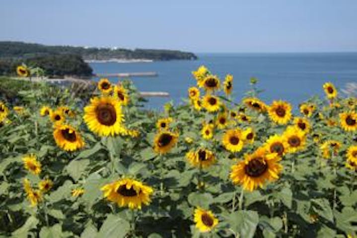 長崎鼻リゾートキャンプ場