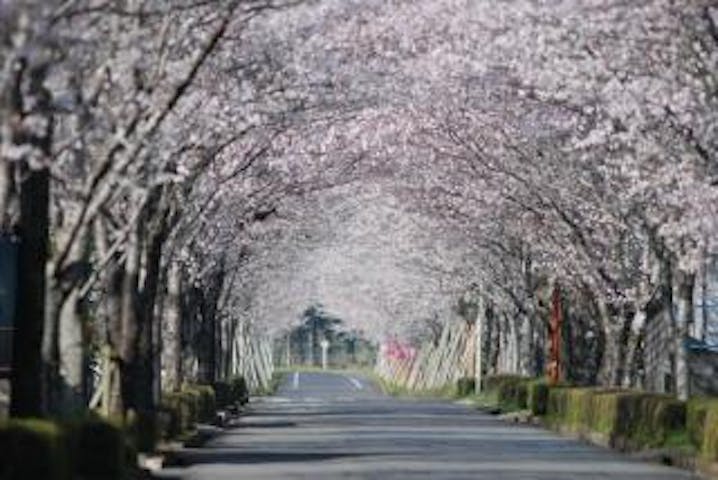 牧場の桜