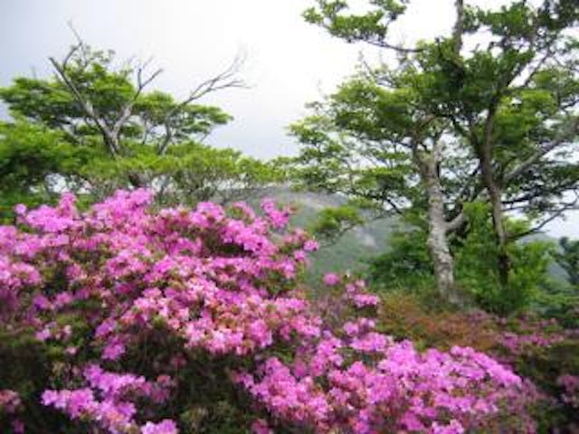 大幡山ミヤマキリシマ