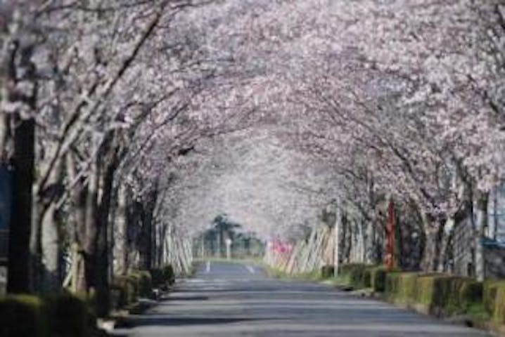 【2020年中止】まきばの桜まつり