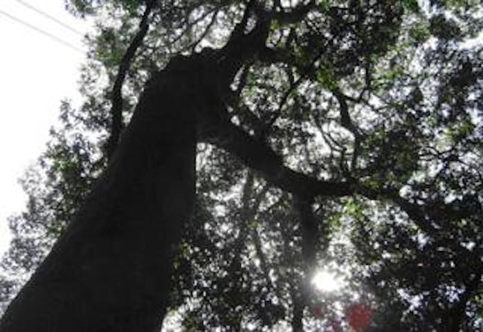 福瀬神社ハナガガシ