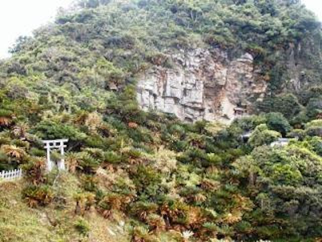 都井岬のソテツ自生地