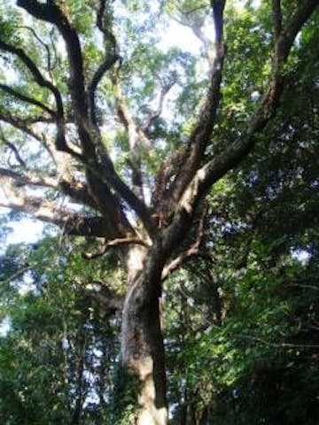 赤池の楠原生林