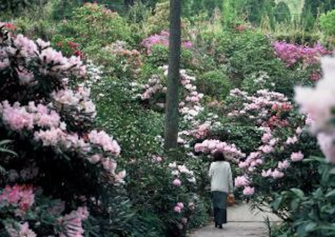 しゃくなげ花祭り