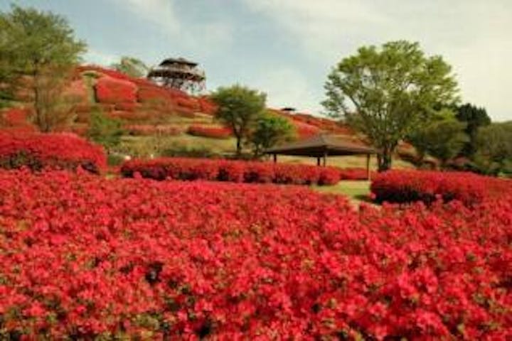 【2021年開催中止】椎八重公園つつじまつり