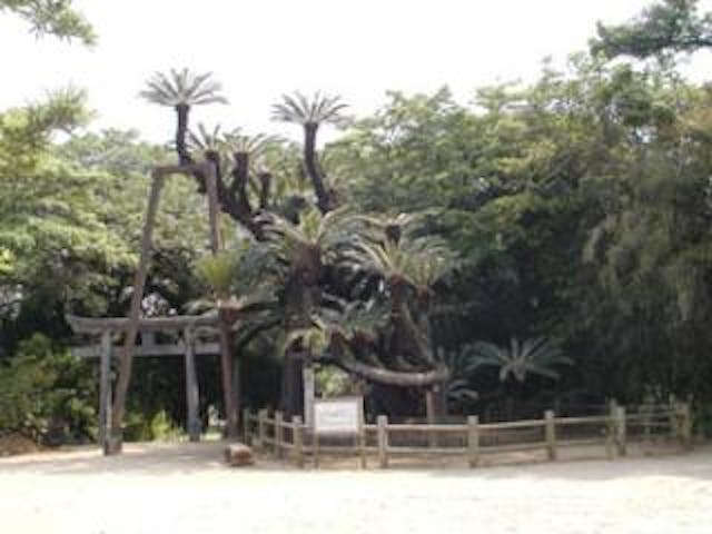 豊受神社大ソテツ