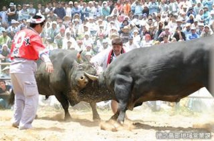 【中止】全島一闘牛大会