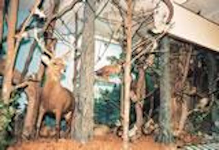 中島・湖の森博物館