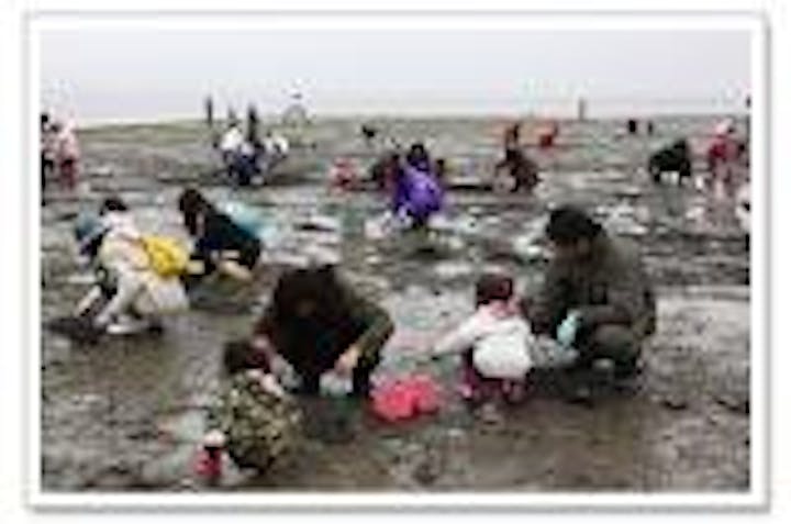 あさり堀り体験ツアー