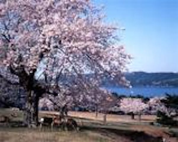 金華山のウミネコ