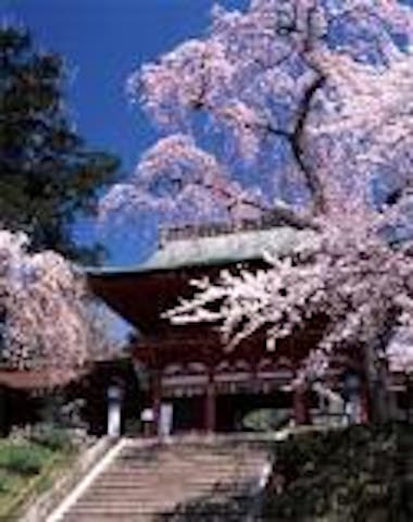 鹽竈神社の鹽竈桜