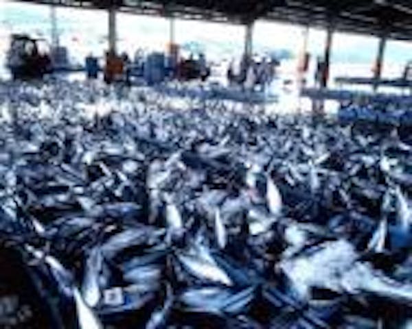 気仙沼市魚市場