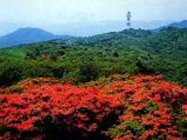 田束山のつつじ園