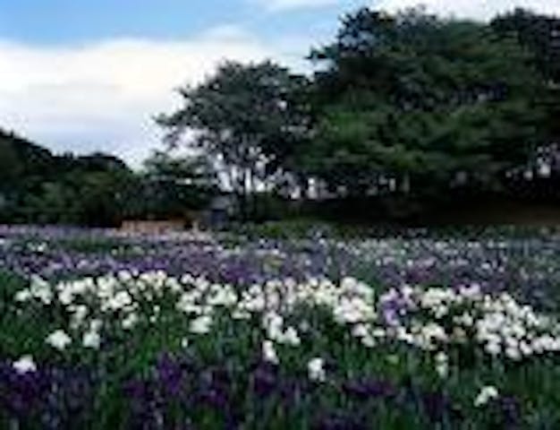 多賀城跡あやめ園