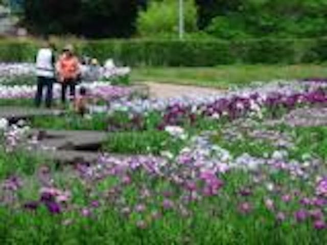 南方花菖蒲まつり