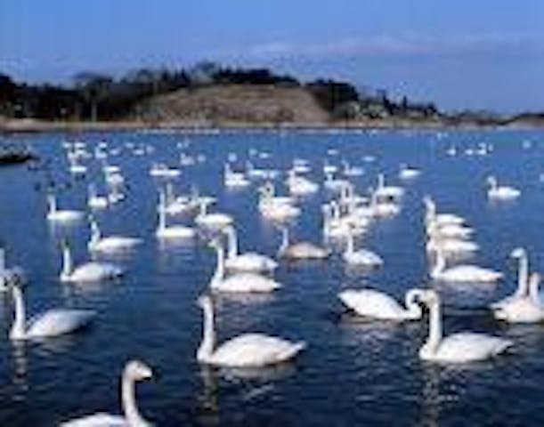 伊豆沼・内沼の白鳥・マガン