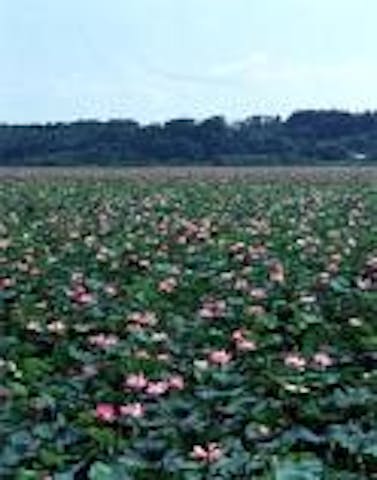 伊豆沼・内沼のハス