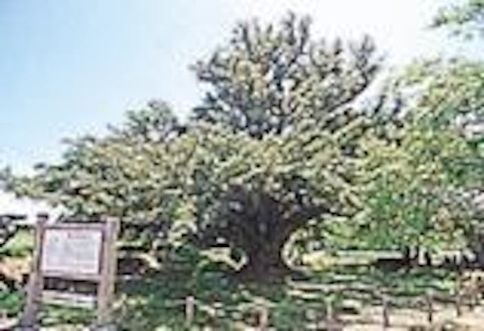 長久寺のマルミガヤ（榧の木）