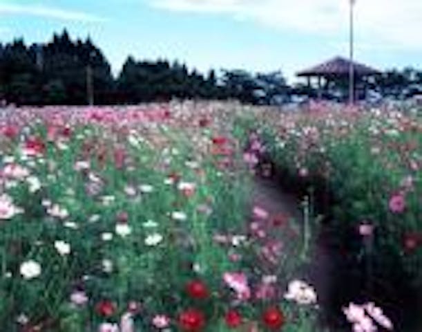 【2020年中止】コスモス祭り