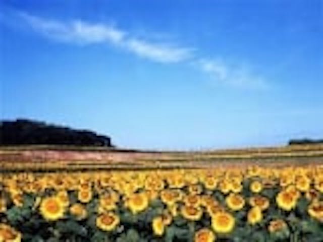 三本木ひまわりまつり