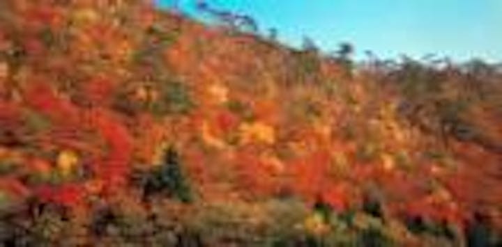 小黒ヶ崎の紅葉