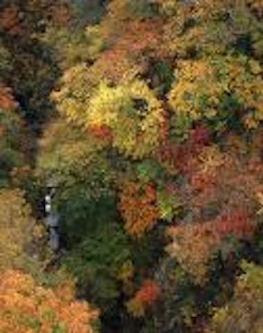 鳴子峡の紅葉