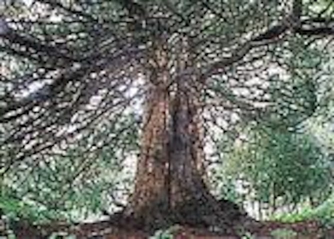 祇劫寺のコウヤマキ