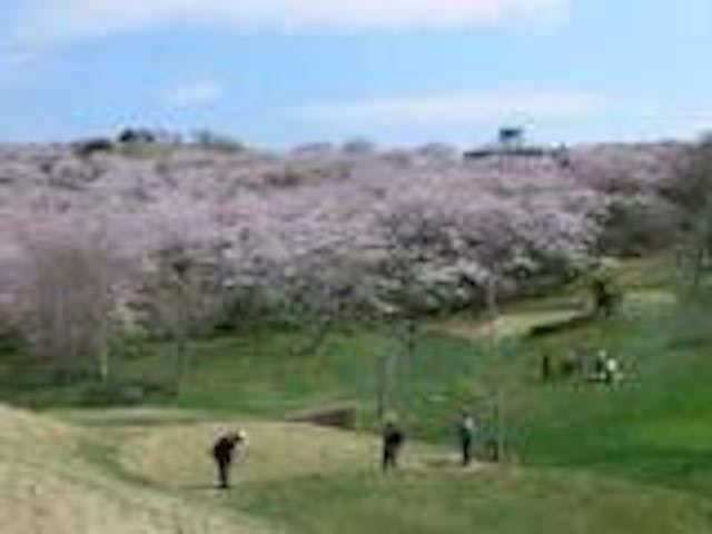 加護坊山の桜