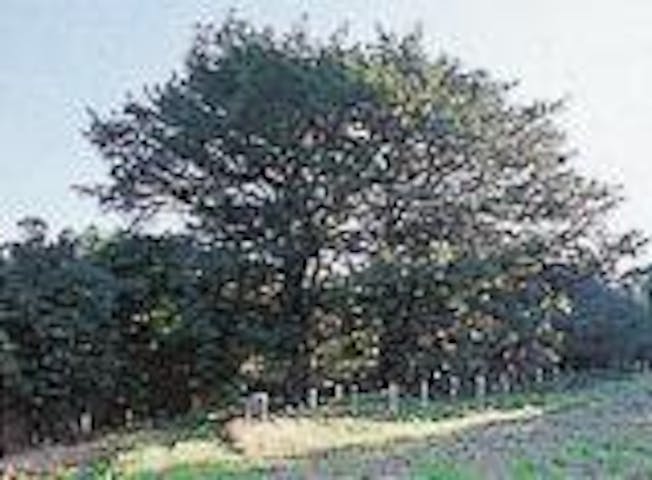 祇劫寺のマルミガヤ