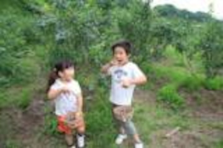 高橋ブルーベリーつみとり園