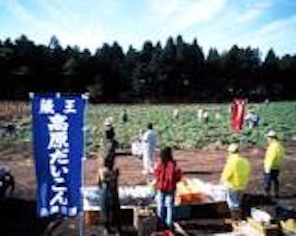 蔵王高原大根狩り