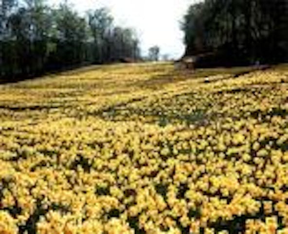 みやぎ蔵王えぼしすいせん祭り