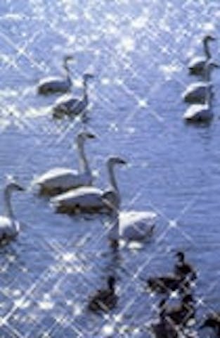 白石川白鳥飛来地