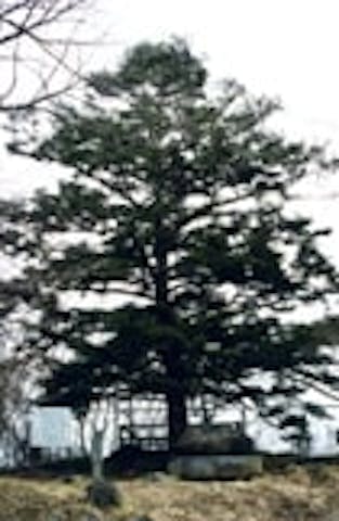 船岡城址公園の樅ノ木 アソビュー