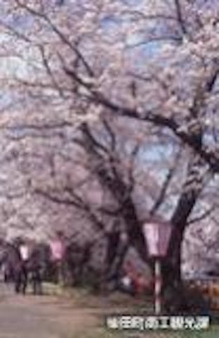 【2021年中止】しばた桜まつり