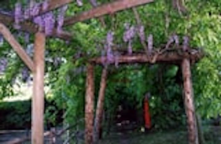 滝前不動のフジ