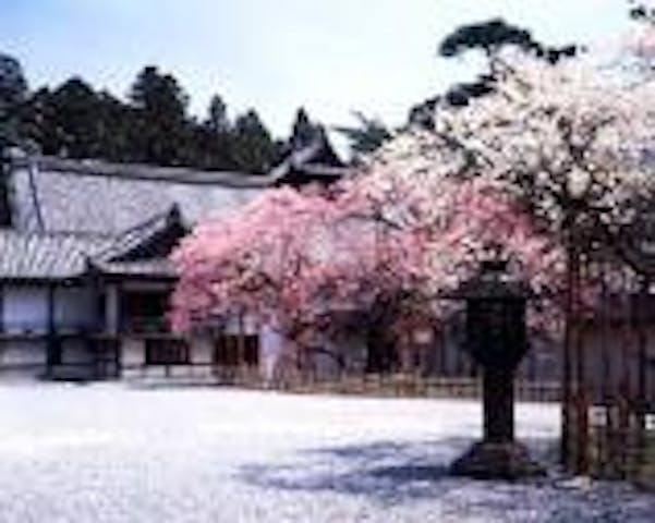 瑞巌寺の臥龍梅