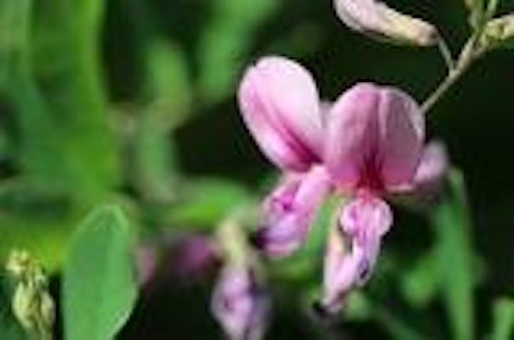 秋の七草観賞会