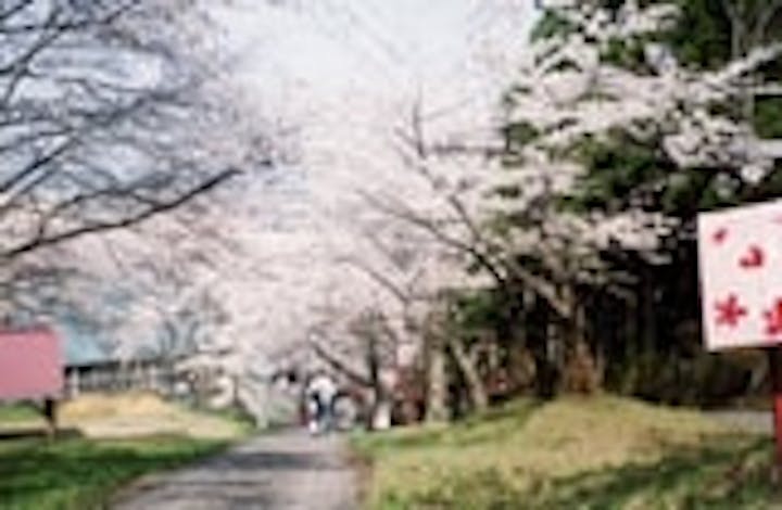 【2020年中止】まつやま桜まつり
