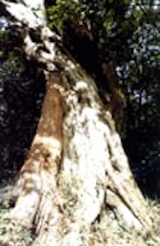 天然記念物（植物）むろの木