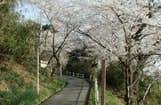 東山公園の桜